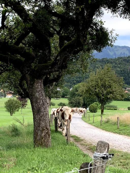 Petit Cocon Entre Lac, Golf Et Montagne, Proche D'Annecy Giez Ngoại thất bức ảnh